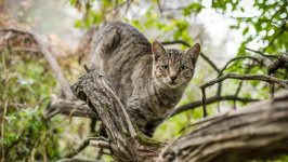 Desktop image. Cats. ID:166808