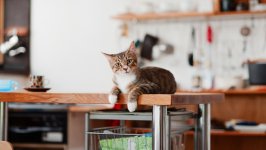 Desktop image. Cats. ID:166809