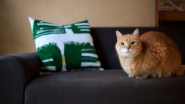 Desktop image. Cats. ID:166810