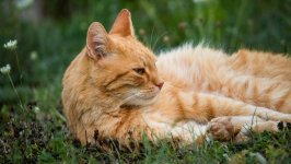 Desktop image. Cats. ID:166868