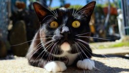 Desktop image. Cats. ID:166885