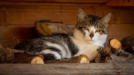 Desktop image. Cats. ID:166895