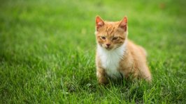 Desktop image. Cats. ID:166923