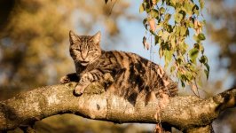 Desktop image. Cats. ID:166954