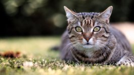 Desktop image. Cats. ID:167051