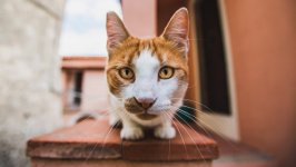 Desktop image. Cats. ID:167075