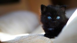 Desktop image. Cats. ID:167101