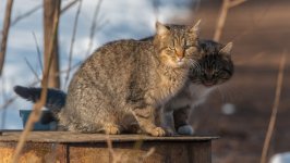 Desktop image. Cats. ID:167234