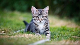 Desktop image. Cats. ID:167243