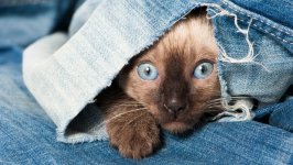 Desktop image. Cats. ID:167280