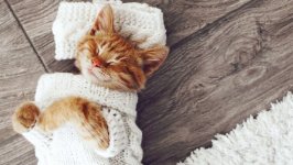 Desktop image. Cats. ID:167308