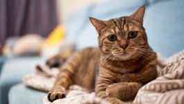 Desktop image. Cats. ID:167311