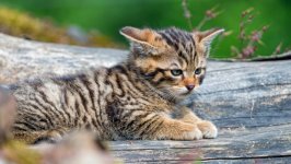 Desktop image. Cats. ID:167726