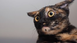 Desktop image. Cats. ID:168554