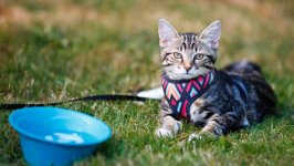 Desktop wallpaper. Cats. ID:168714