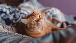 Desktop wallpaper. Cats. ID:168715