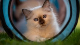 Desktop image. Cats. ID:168829