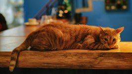 Desktop image. Cats. ID:168904
