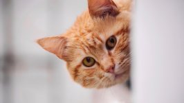 Desktop image. Cats. ID:168909
