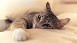 Desktop image. Cats. ID:169100