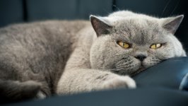 Desktop image. Cats. ID:169150