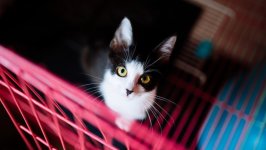 Desktop image. Cats. ID:169294
