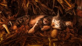 Desktop image. Cats. ID:169437