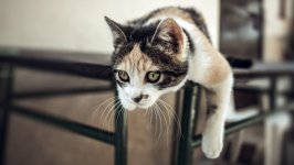 Desktop image. Cats. ID:169626