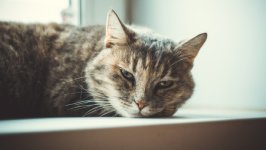 Desktop image. Cats. ID:169651