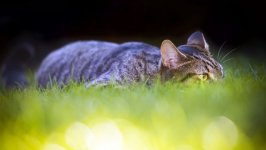 Desktop image. Cats. ID:169679
