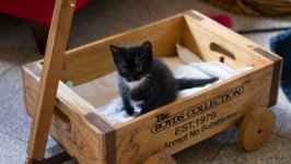 Desktop image. Cats. ID:169738