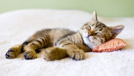 Desktop image. Cats. ID:169794