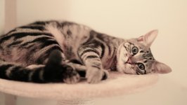 Desktop image. Cats. ID:169839