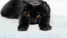 Desktop image. Cats. ID:170279
