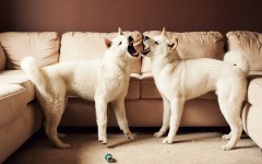 Desktop wallpaper. Dogs. ID:48382