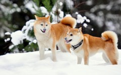 Desktop image. Dogs. ID:48393
