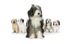 Desktop wallpaper. Dogs. ID:48401