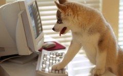 Desktop image. Dogs. ID:48423