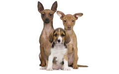 Desktop wallpaper. Dogs. ID:48464