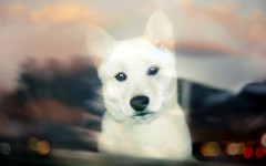 Desktop wallpaper. Dogs. ID:48476