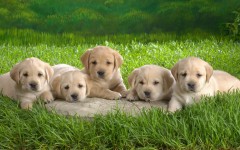 Desktop wallpaper. Dogs. ID:48482