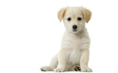 Desktop image. Dogs. ID:48523