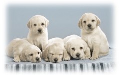 Desktop image. Dogs. ID:48562