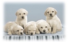 Desktop wallpaper. Dogs. ID:48562