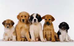 Desktop wallpaper. Dogs. ID:48639