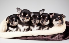 Desktop wallpaper. Dogs. ID:53467