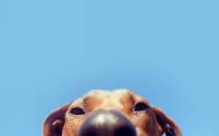 Desktop wallpaper. Dogs. ID:62745