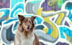 Desktop wallpaper. Dogs. ID:63018