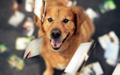 Desktop wallpaper. Dogs. ID:68039