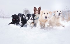 Desktop image. Dogs. ID:68059